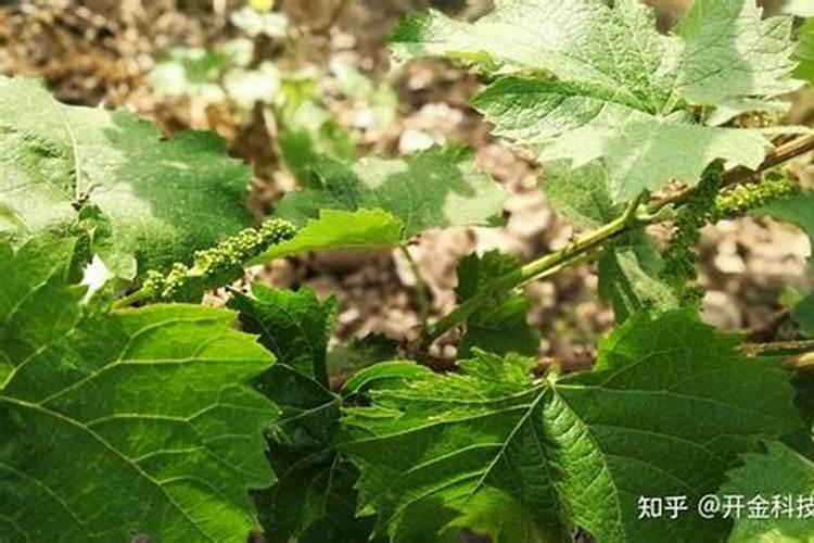 刚移栽的草莓苗,想打药水,我想问一下一天中的哪个时间段喷药比较好