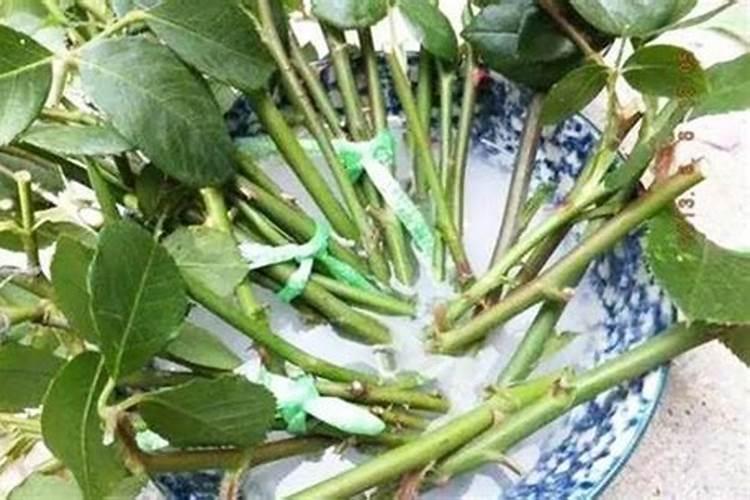 养花花肥用什么肥料好