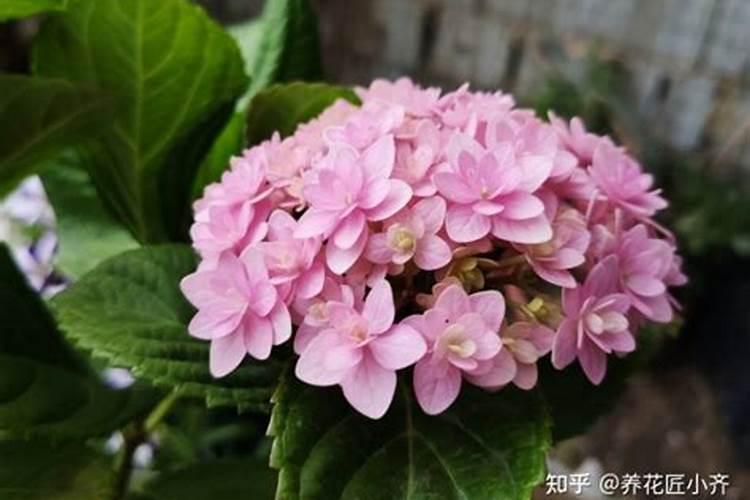 玉米氮肥过多的危害