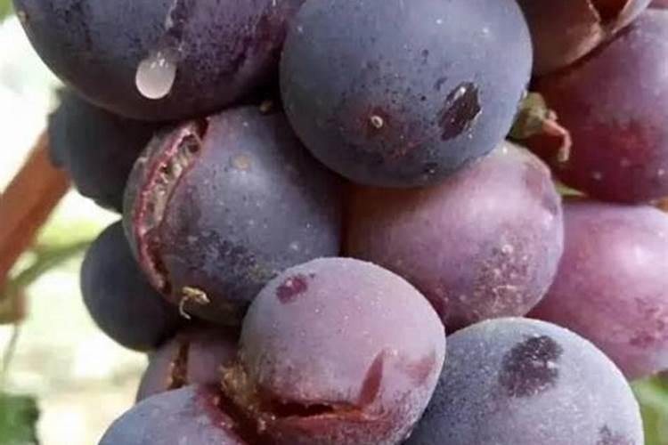 葡萄裂果的原因和防治