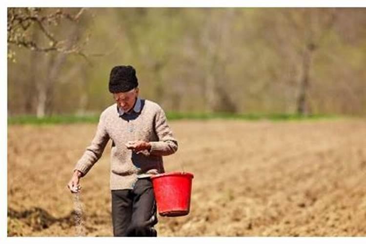 一年苹果树施什么肥比较好？