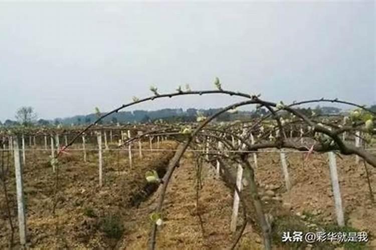 为什么银杏被人们叫做“摇钱树”？