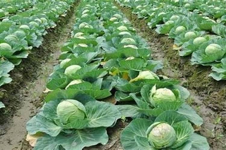 甘蓝施什么肥最好