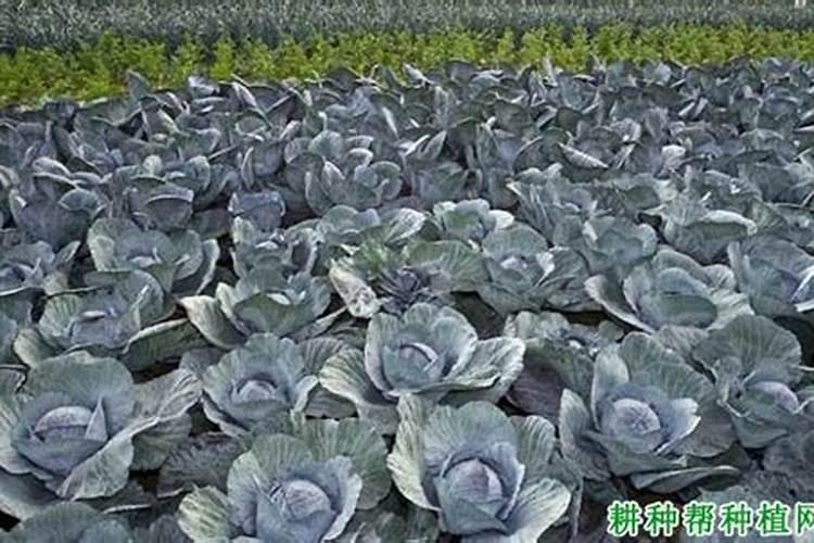 甘蓝菜的施肥方法