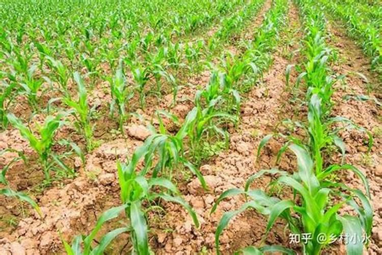 玉米什么时候打叶面肥好 使用方法有哪些