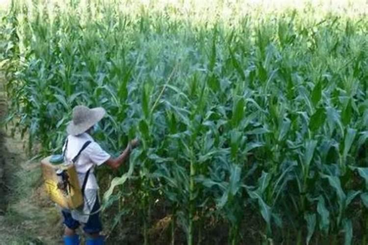 种植玉米,要什么时候打叶面肥合适？