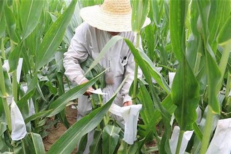 种植玉米,要什么时候打叶面肥合适？