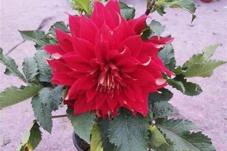 种菜的肥料种花能用吗？