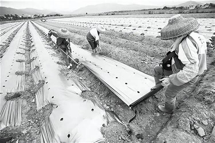 茶花多久浇一次淘米水打骨朵了能浇吗