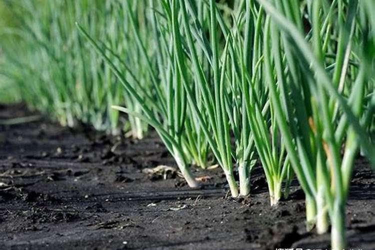 洋葱中后期追施什么肥