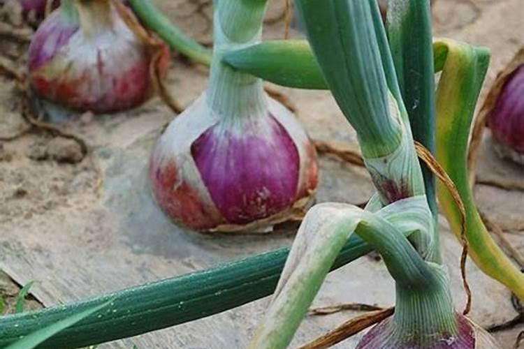 洋葱种植高产的栽植建议和施肥技巧