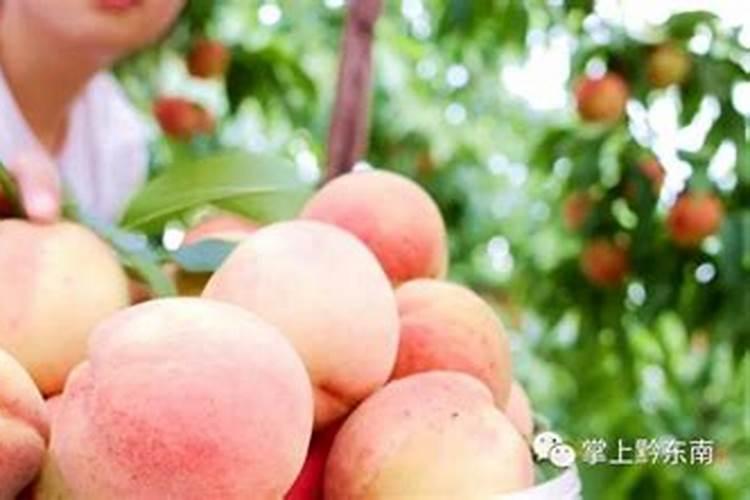 桃子在菜摘前啥时下冲施肥