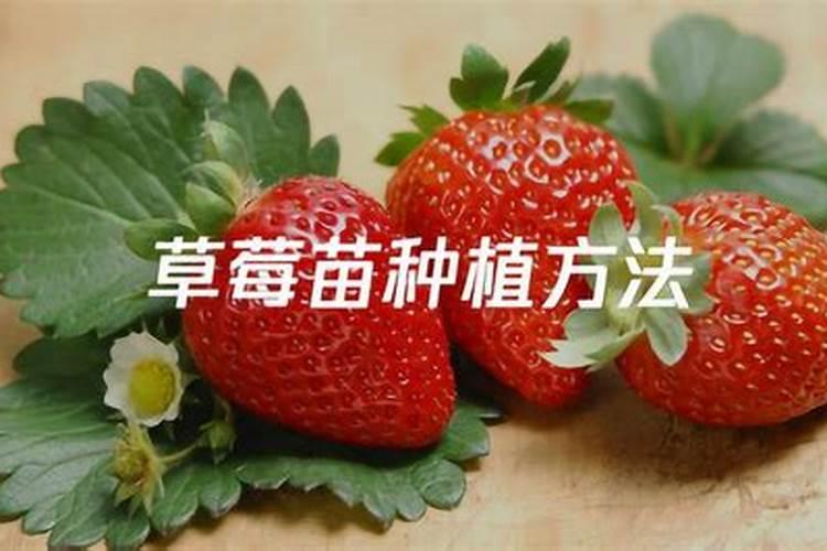 李子树该怎么管理？