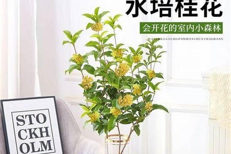 甜瓜追肥用什么肥料好,合理的追肥量是多少