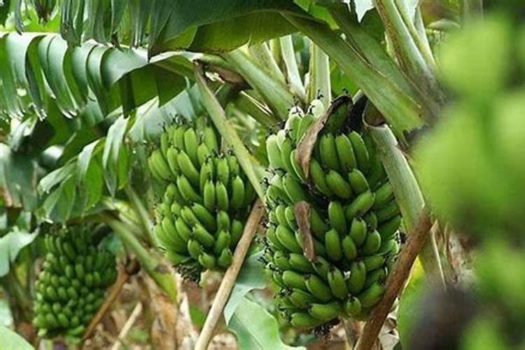 香蕉黄叶病解决方法