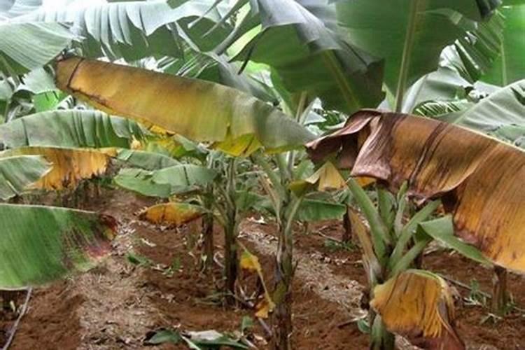 香蕉黄叶病的解决办法