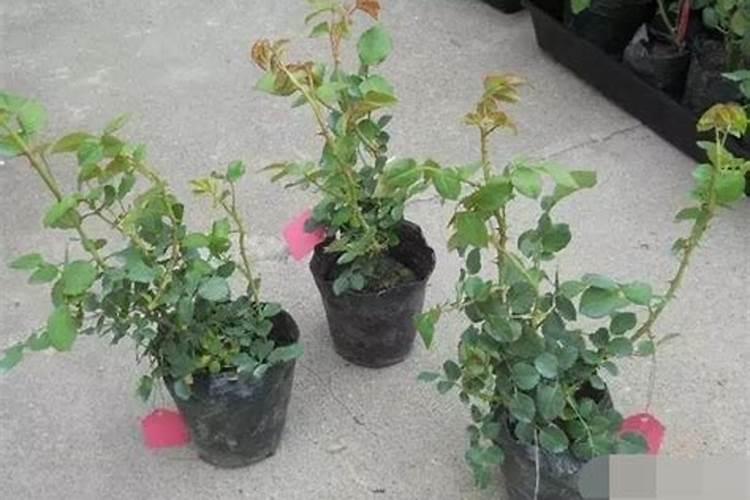 多肉植物需要什么肥料 施肥的方法是什么