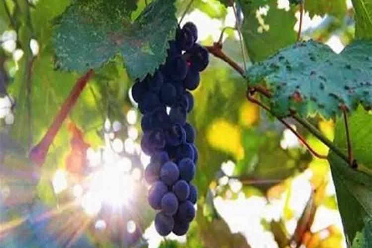 秋季大樱桃树盛果期施肥的方法与时间