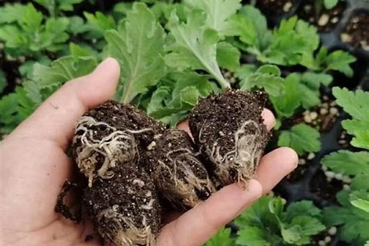 菊花小苗怎么养