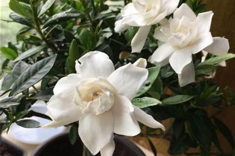 栀子花土壤pH值多少