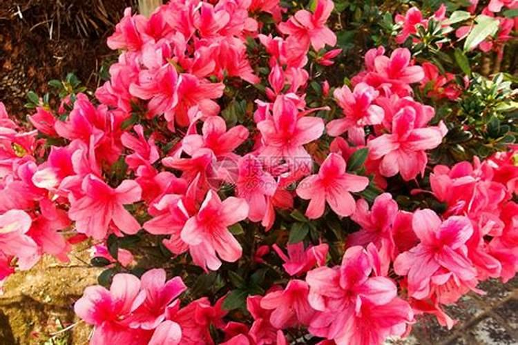 茶花打花苞施什么肥