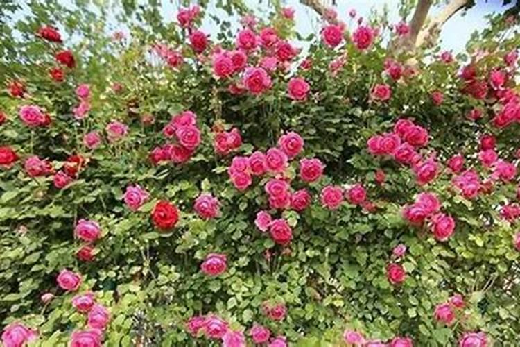 地栽月季用什么肥料好,地栽月季什么时候施肥用什么肥料