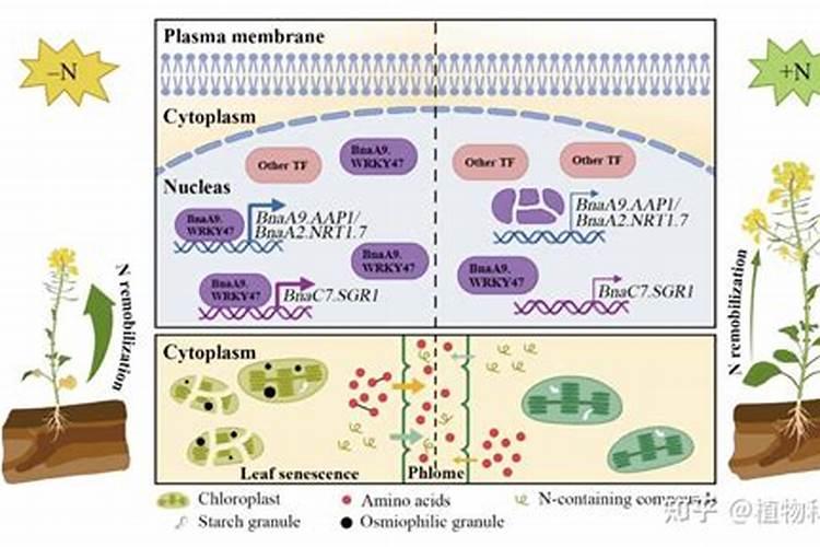 油菜用尿素好还是复合肥好