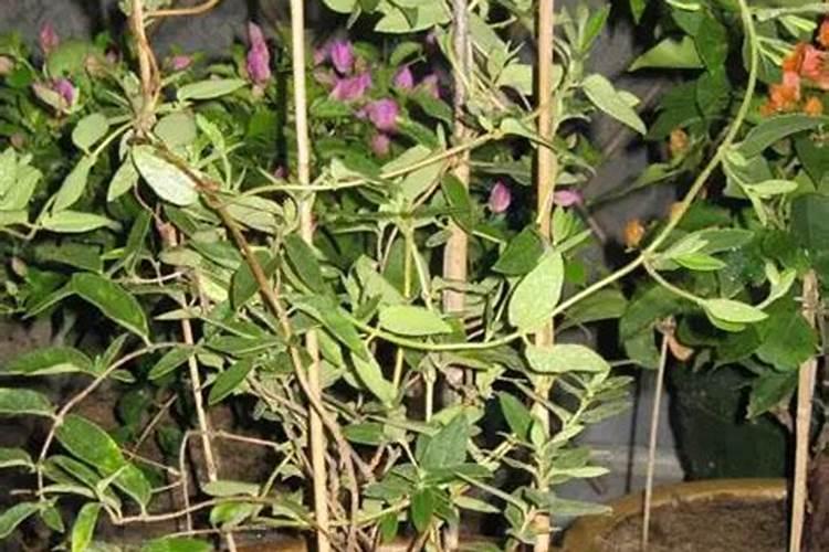 金银花施什么肥