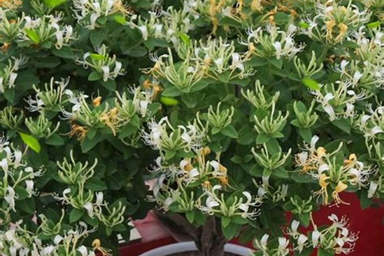 金银花用什么肥料最好