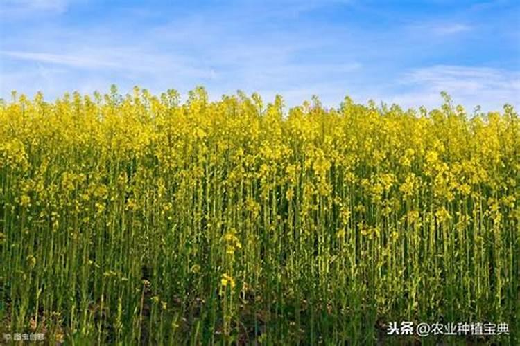 油菜什么时期施尿素