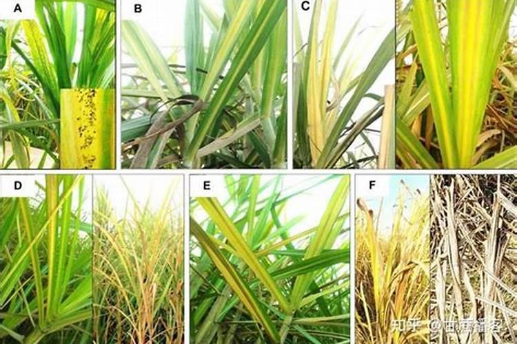 甘蔗的叶片焦枯用什么肥？