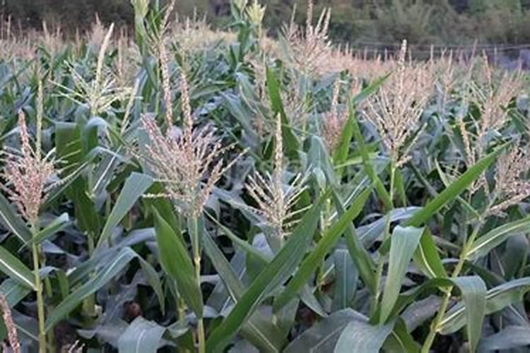 想回家种植玉米,应该什么时候打芸苔素呢？