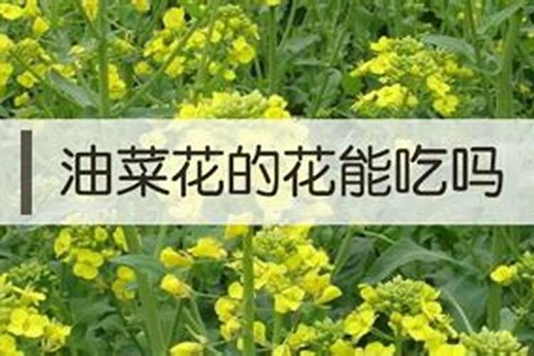 育苗移栽的油菜更有利于培育壮苗,油菜育苗移栽需要掌握哪些技巧？