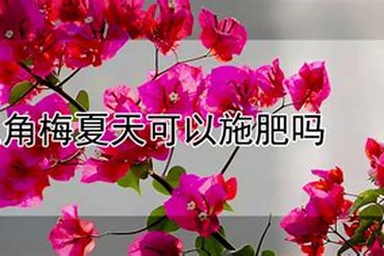 三角梅夏天可以施肥吗？