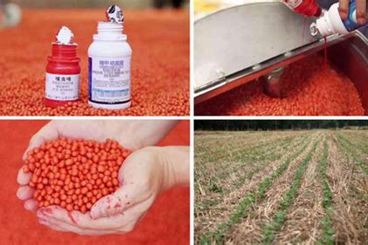 大豆内含什么菌肥