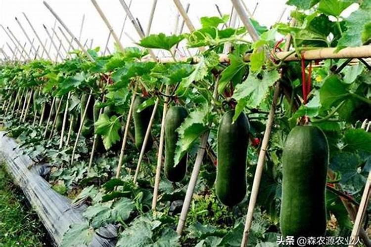 冬瓜高产施肥的正确方法(冬瓜怎么管理施肥才能丰收)