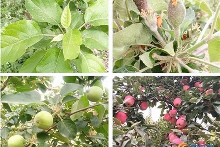 苹果树补钙几月份最好