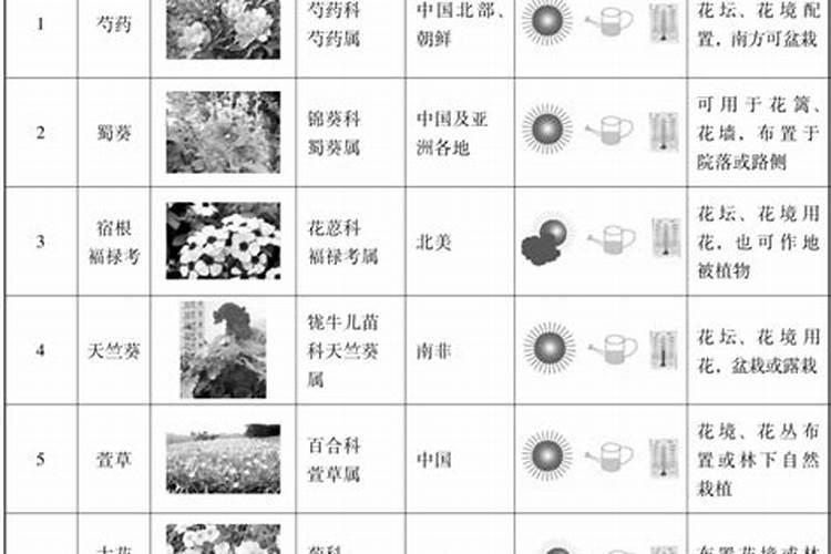 夏天如何养护菊花 夏季怎么施肥浇水
