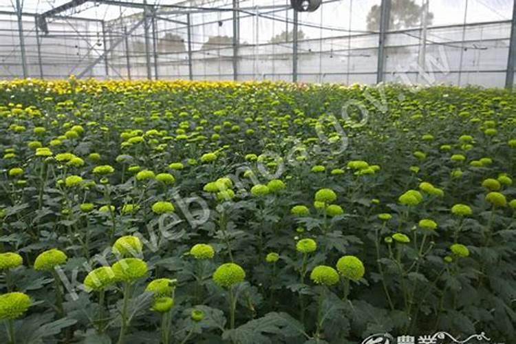 菊花有花蕾时能用磷酸二氢钾喷叶面肥吗