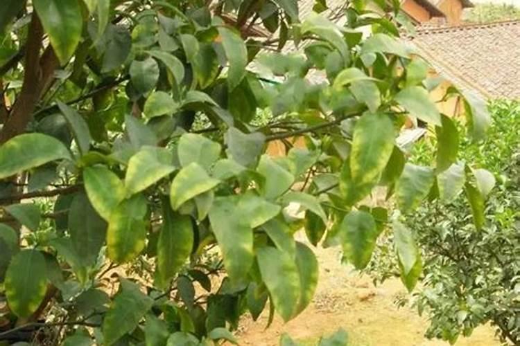 想要柑橘转色快一点,用什么肥料最好？