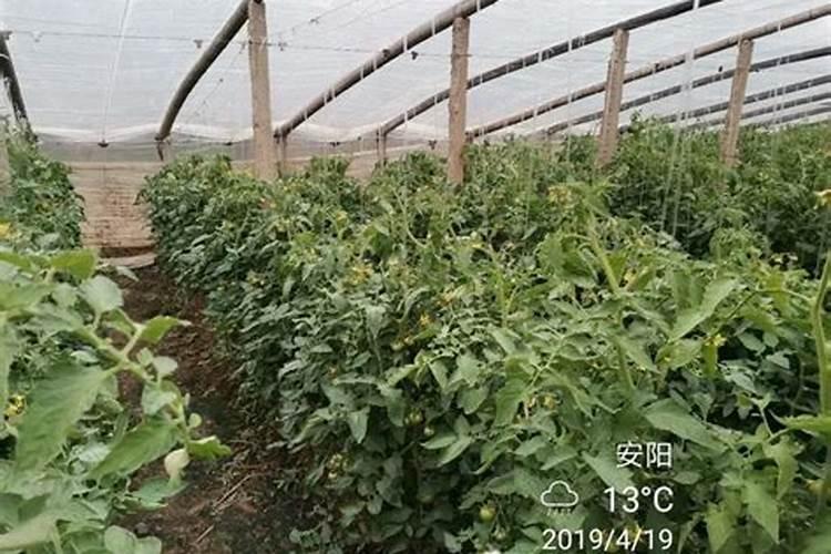 水溶肥什么品牌好？