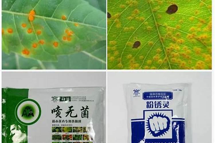 怎样防玉兰掉叶子？