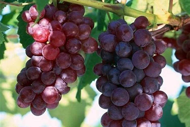 葡萄僵苗如何处理