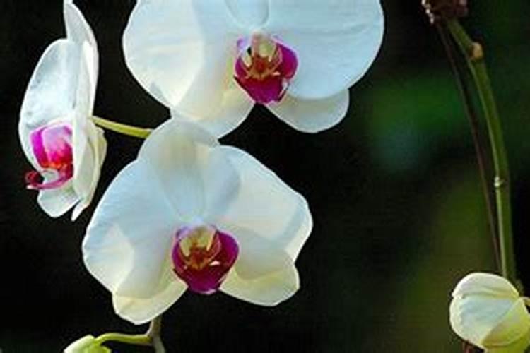 大漠中的奇珍异果,闻名海外的库尔勒香梨,你吃过吗？