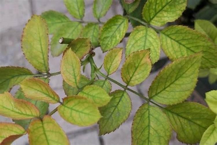 怎么样把玉米当肥料的使用到地里？