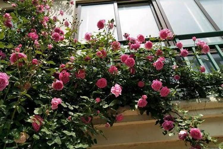 新移植的月季什么时候开始施肥