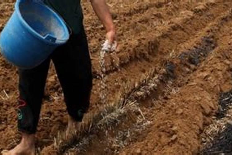 辣椒树掉叶子要怎样补救 落叶原因及补救方法