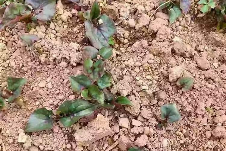 柚子树施肥时间和方法