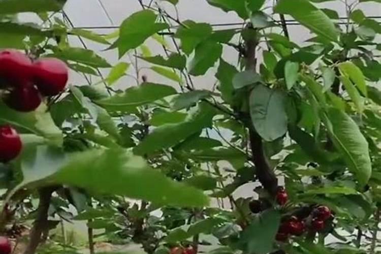 向日葵生育期管理要点