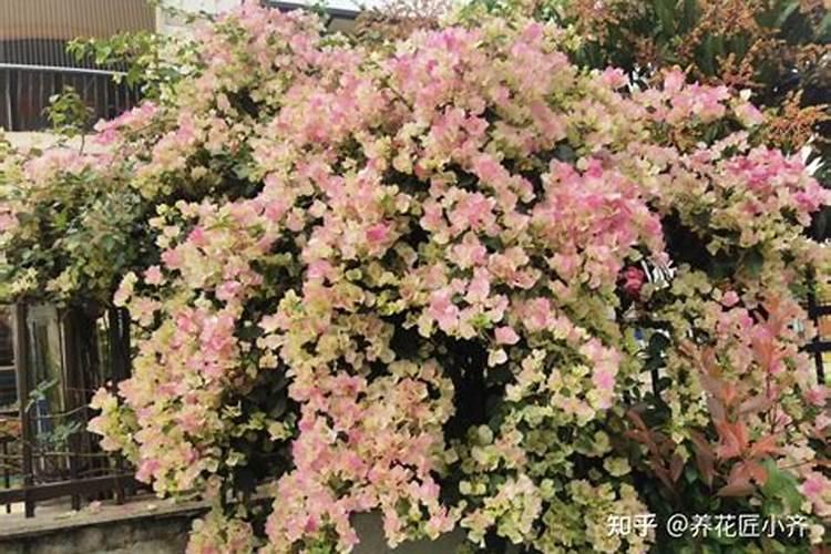 氨基酸态氮是什么